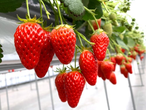 【名古屋発】予約困難!信玄餅詰め放題&3種のいちご狩り食べ放題&山梨名物ほうとう鍋2